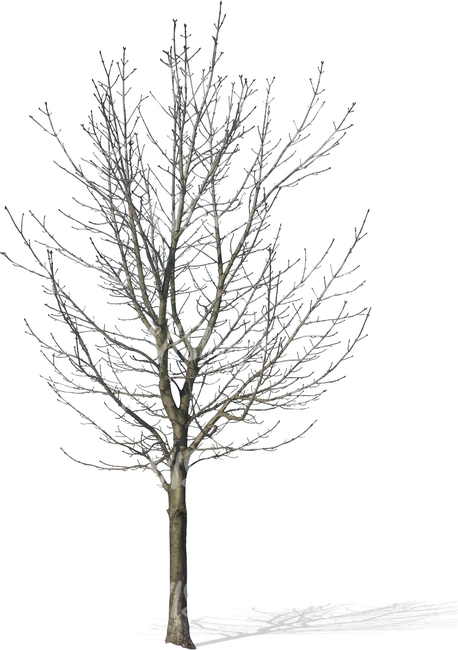 cut out bare tree