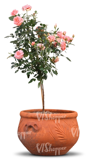 cut out rose tree in a pot