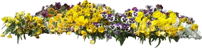 cut out bed of yellow pansies