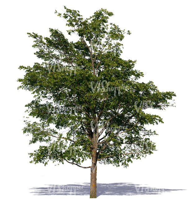 cut out big deciduous tree