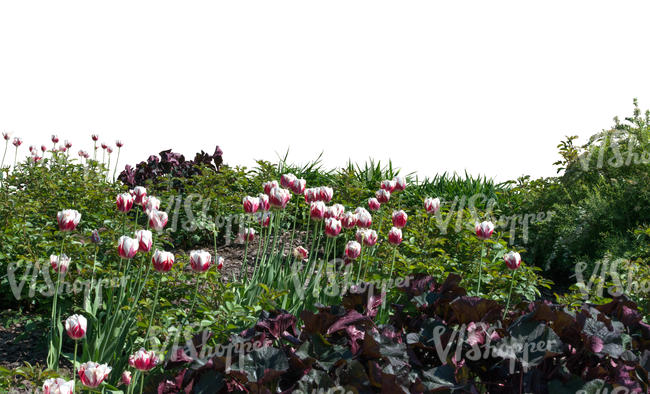 foreground with plants and flowers