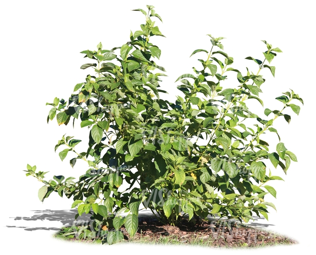 small deciduous bush