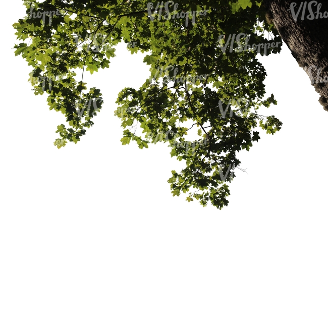 cut out branch of a maple tree