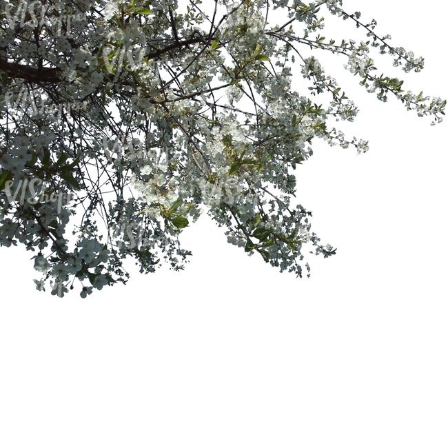 branch of a blooming cherry tree