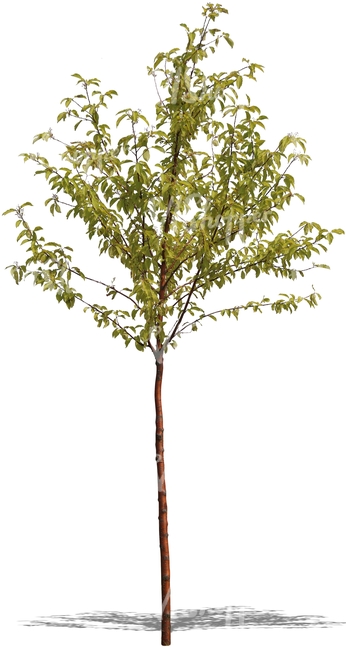 small deciduous tree