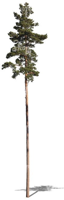 tall pine tree