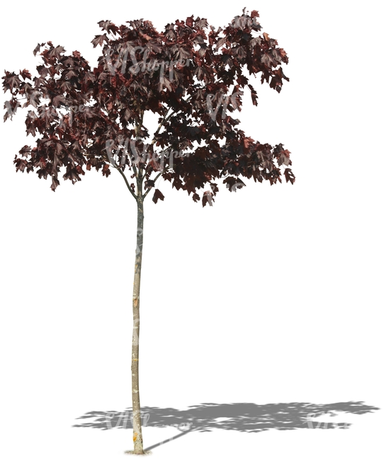 small red maple tree