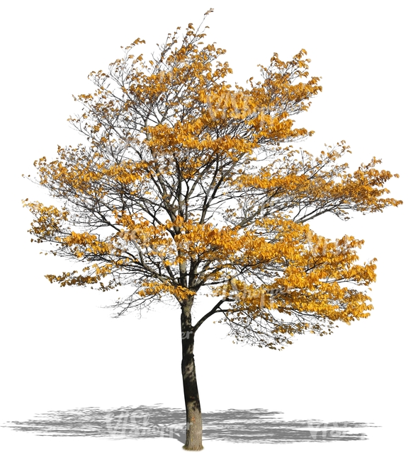 autumn tree with yellow leaves
