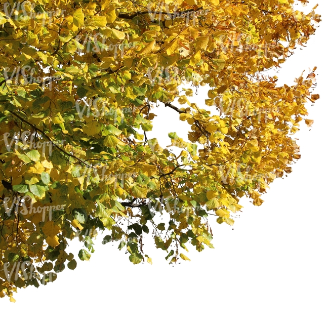 branch of a linden tree with yellow leaves
