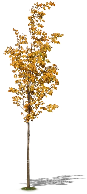 small linden tree with yellow leaves