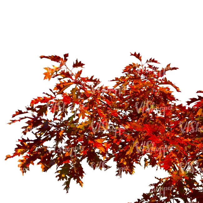 maple branch with red leaves
