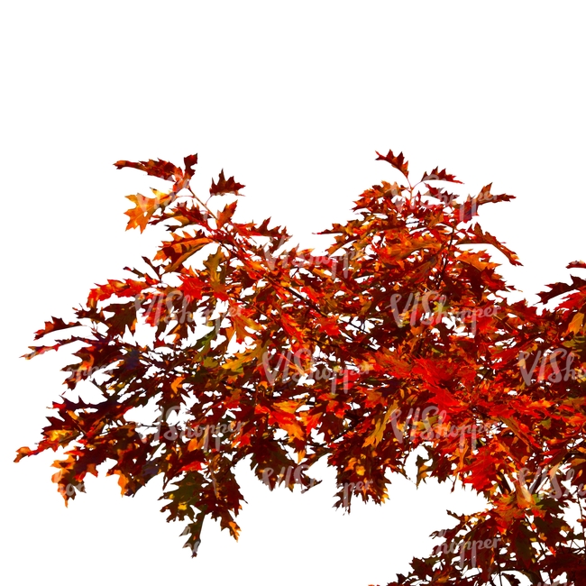 maple branch with red leaves