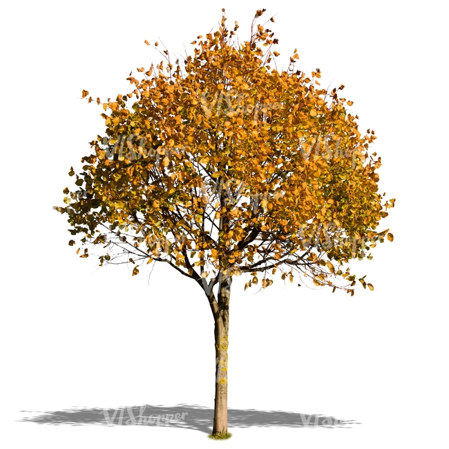 linden tree with yellow autumn  leaves