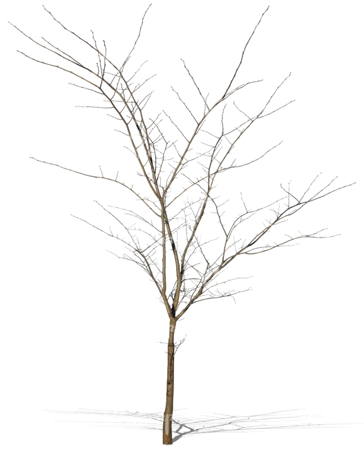 small leafless tree