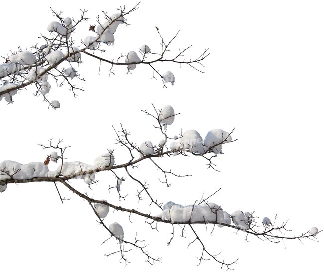 cut out branch covered with snow