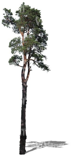 cut out tall pine tree