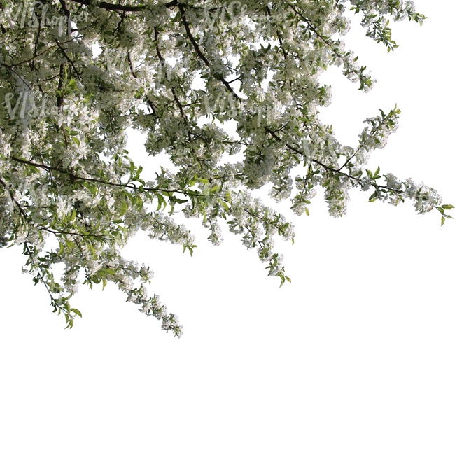 tree branch full of blossoms