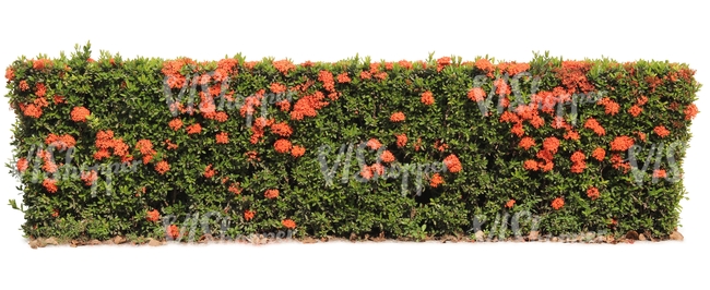 hedge with red blossoms