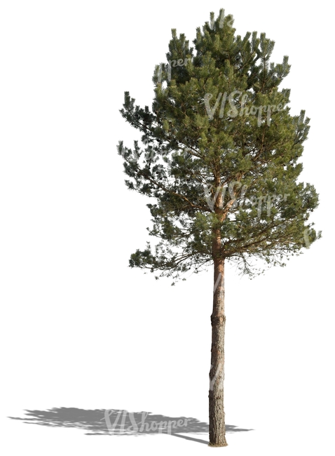 cut out medium size pine tree