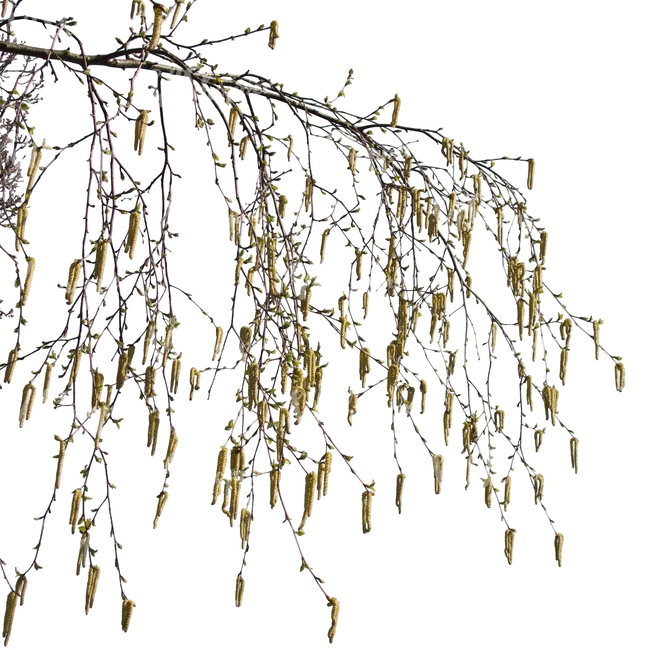 branch of birch tree with catkins