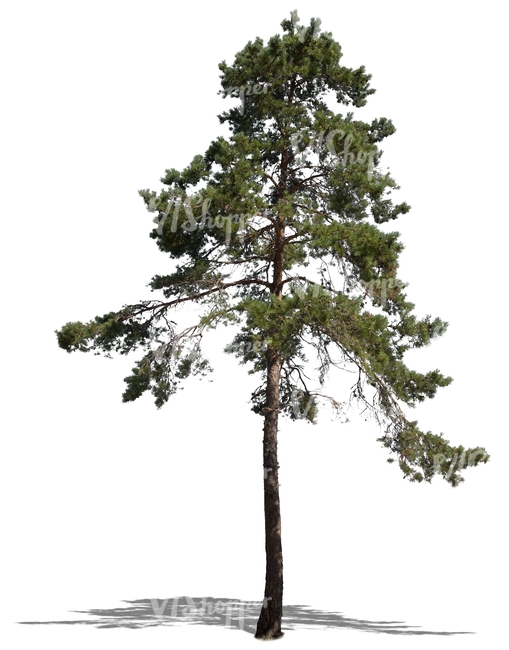 cut out tall pine tree