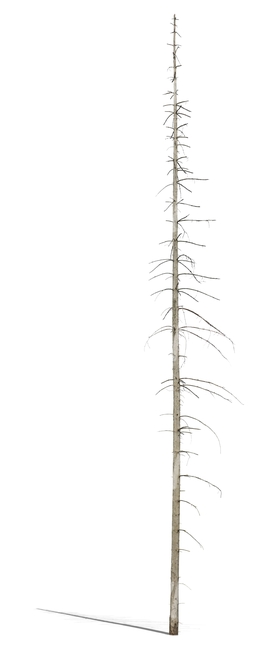 barren trunk of spruce