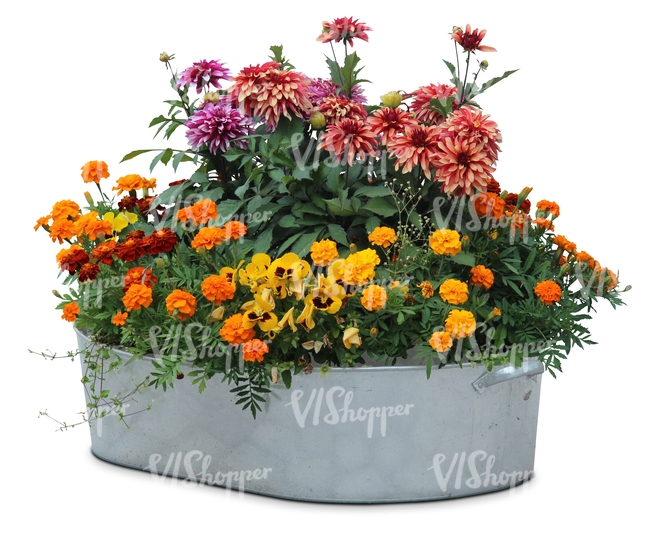 basin full of flowers