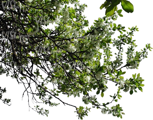 tree branch with white blossoms