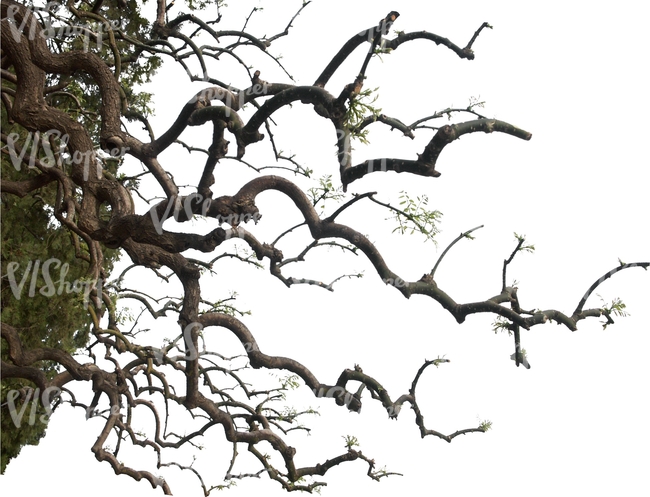 cut out oak branch with small leaves