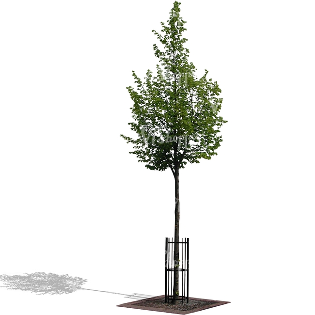 small tree with a support frame