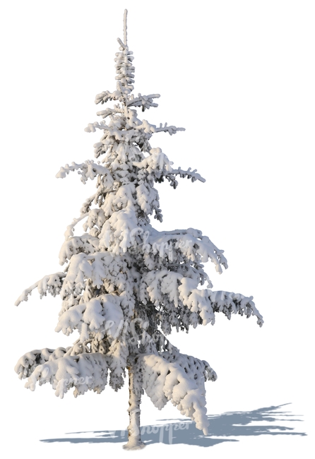 spruce covered with snow