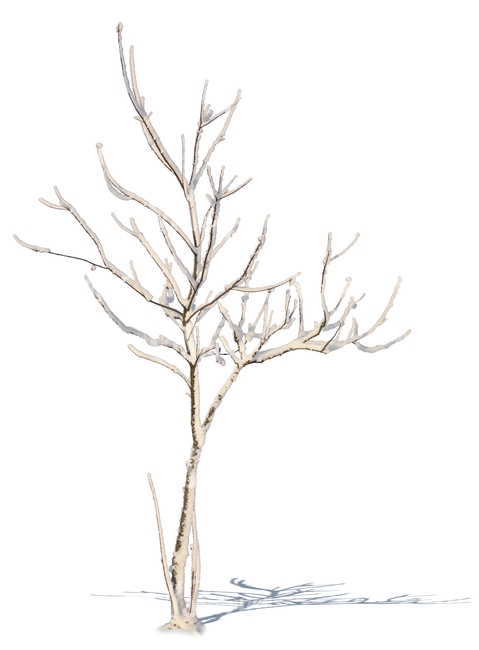 small leafless tree with snow 