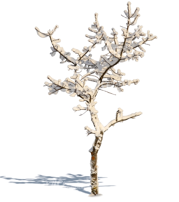 small leafless winter tree