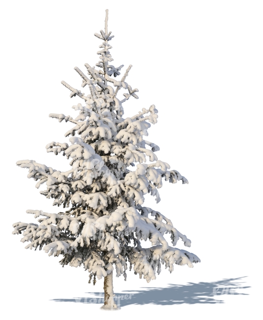 medium snow-covered spruce