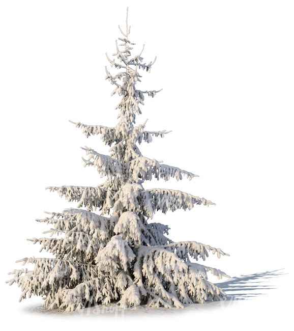 spruce covered with snow