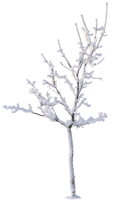leafless tree covered with snow