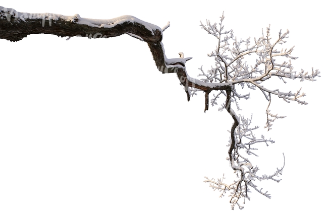 oak branch covered with snow