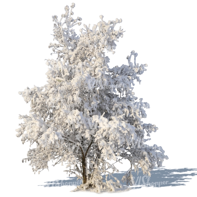 winter tree with a big snowy crown