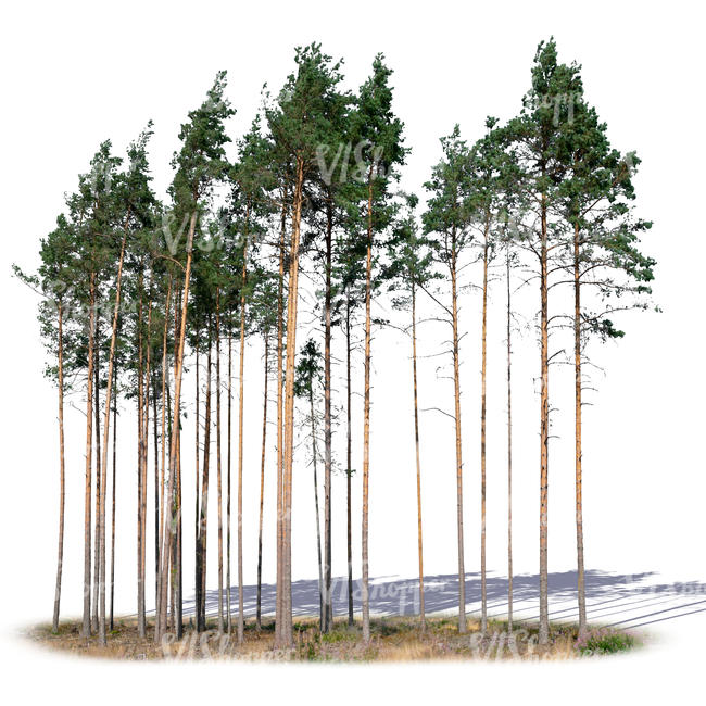 group of pine trees