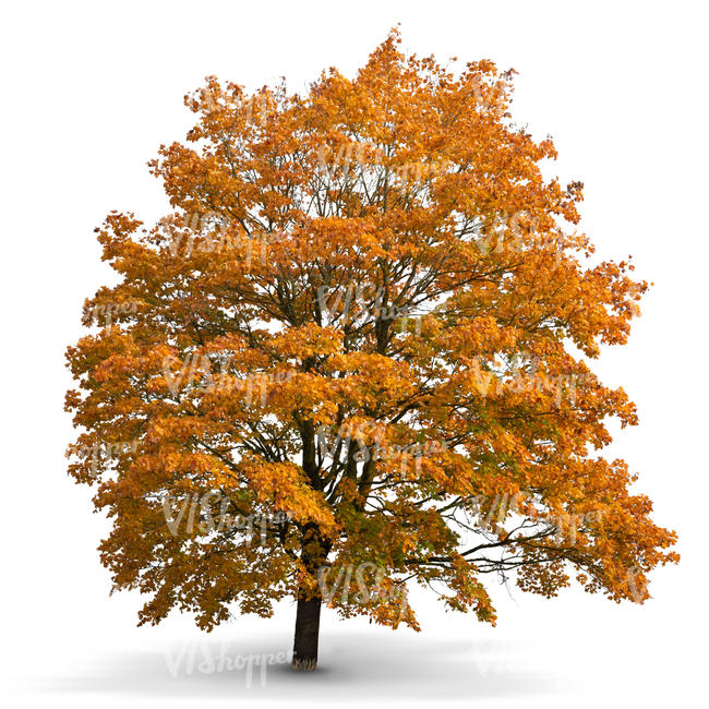 big maple tree in autumn