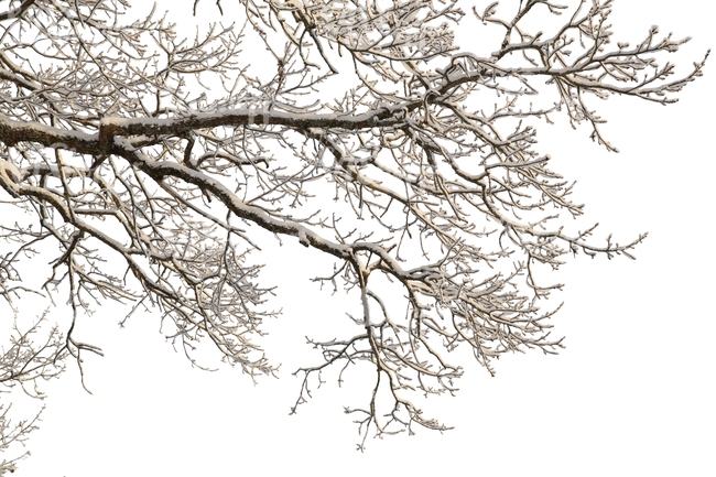 winter tree branch covered with snow