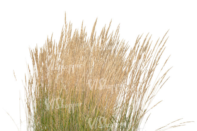 tuft of thick grass