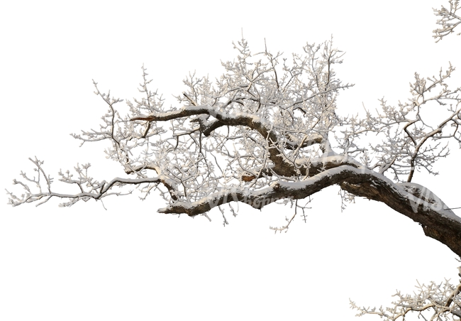 oak branch covered with snow