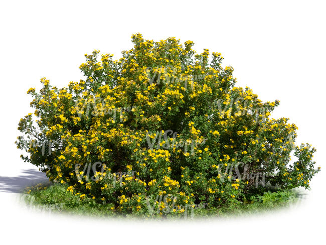 blooming yellow tundra rose 