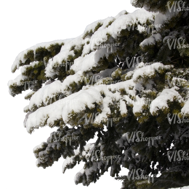 spruce branch covered with snow