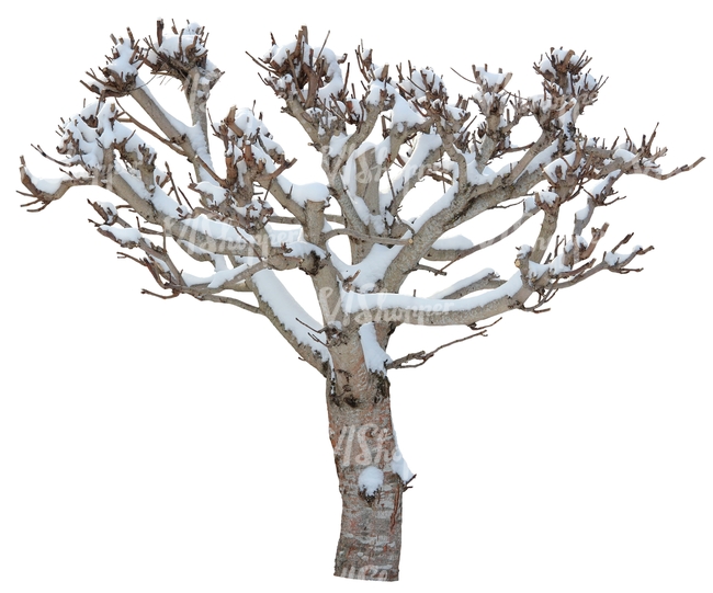 leafless tree with snow