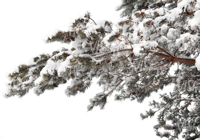 pine branch covered with snow