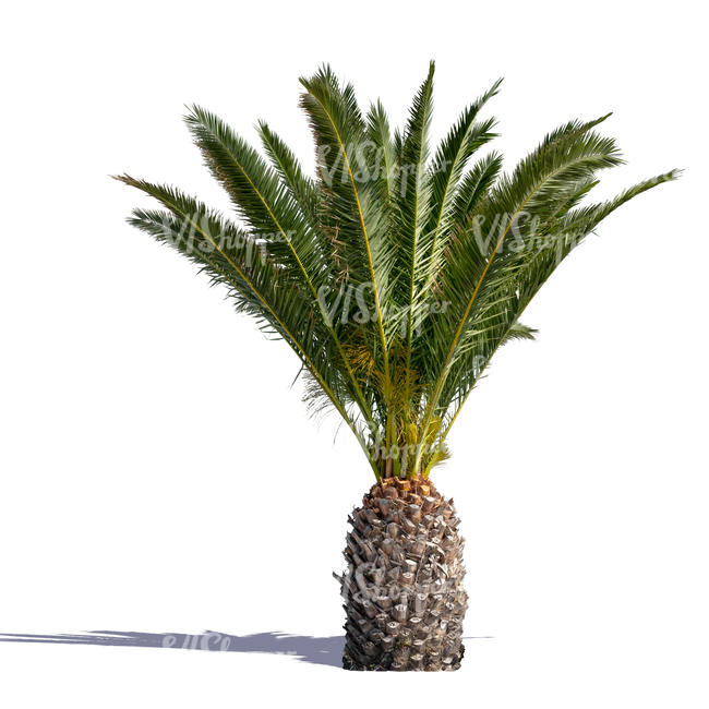 cut out small palm tree