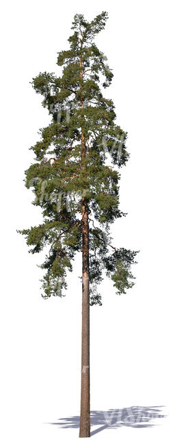 cut out tall pine tree