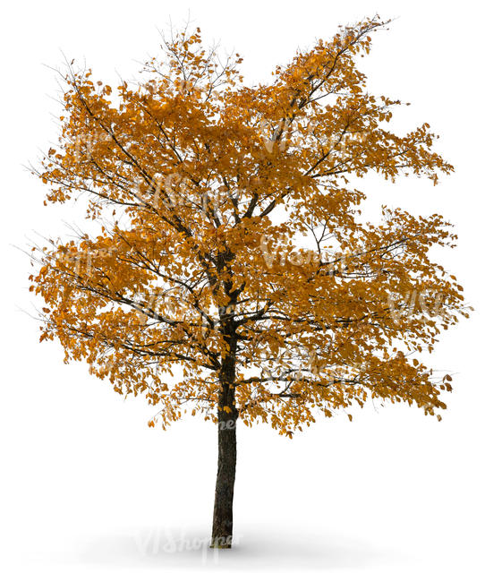 linden tree in autumn